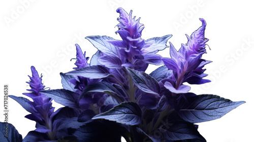 Bugleweed flower isolated on a transparent background