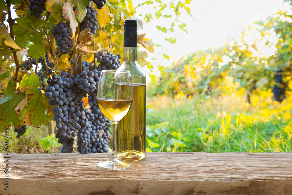 Ripe wine grapes on vines in Tuscany, Italy. Picturesque wine farm, vineyard. Sunset warm light. High quality photo Ripe wine grapes on vines in Tuscany, Italy. Picturesque wine farm, vineyard. Sunset warm light. High quality photo