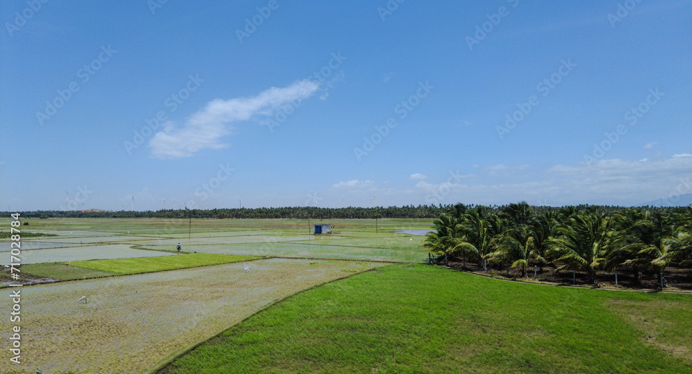 Agricultural lands, Paddy fields in Tenkasi, Tamil Nadu Agricultural lands, Paddy fields in Tenkasi, Tamil Nadu