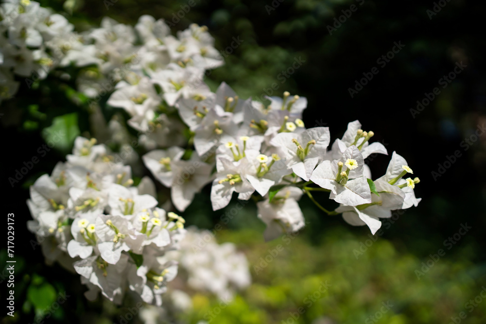 Close up of white colour Bougainvillea glabra flower Close up of white colour Bougainvillea glabra flower
