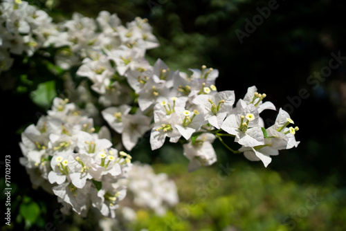Close up of white colour Bougainvillea glabra flower