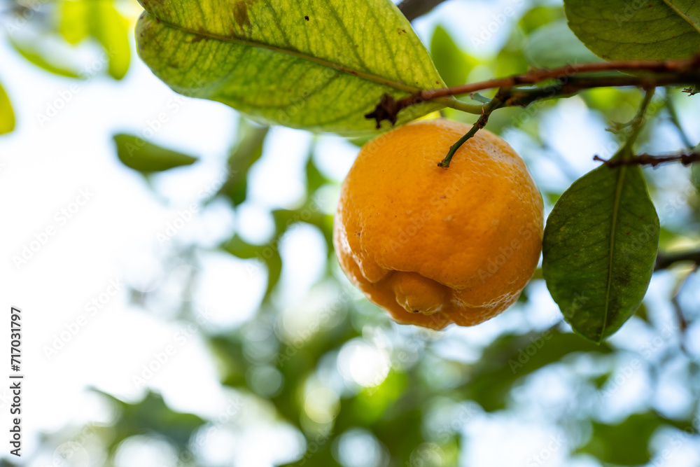 single orange fruit on tree