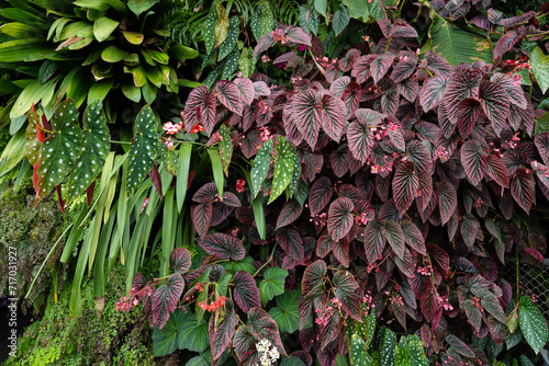 Begonia Brevirimosa Irmsch & Begonia Maculata growing bushy in garden. Begonia foliage background.