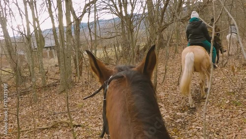 A group of people on horseback walking along a trail in a forest, between trees. Horseback riding through an autumn forest. View from the first person. POV photo