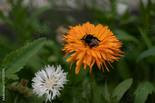 beautiful yellow daisy in the morning dew. Shallow depth of field