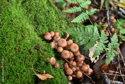 Mushrooms False honey fungus on a stump in a beautiful autumn forest.group fungus in autumn forest with leaves.Wild mushroom on the spruce stump. Autumn time in the forest.