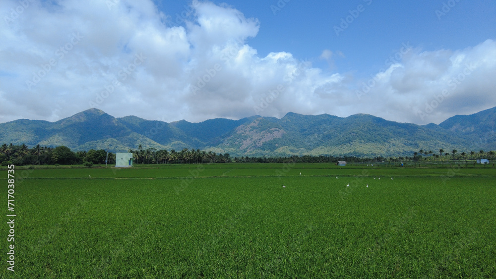 Agricultural lands, Paddy fields in Tenkasi, Tamil Nadu 