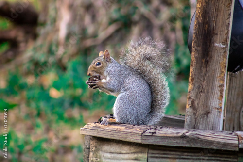 a grey squirrel eating a walnut