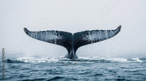 Majestic Humpback Whale Tail Dive