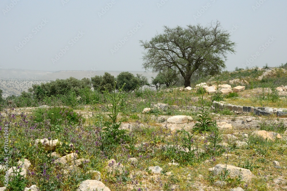 Olivos y ruinas en Umm Qais, Jordania, junto a la frontera con Israel, Oriente Medio