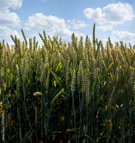 an ear of wheat ripening close-up against a background of clouds and a beauti...