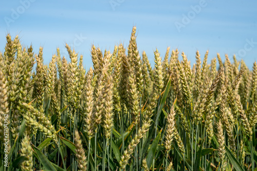 Wheat ears close up in the sun. Unripe wheat in a field under warm sunlight.