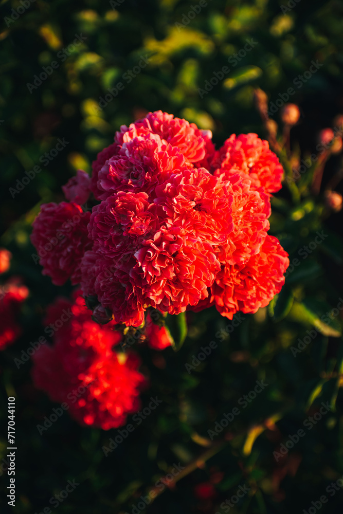 flowers bloom in spring. beautiful flowers flowers bloom in spring. beautiful flowers