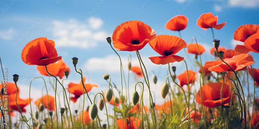 Obraz premium poppy field with sky, ai generated.