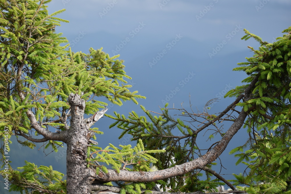 Fototapeta premium mountains, fog, forests, valleys. Carpathians. Mountains covered with forests and various conifers. At the top of the mountain boulders.