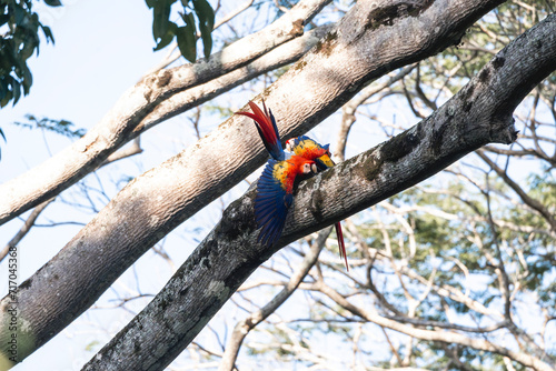 Scarlet macaw animal bird