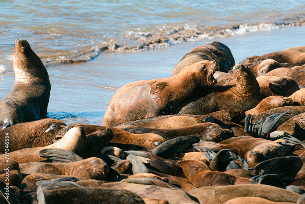 Fototapeta premium Lobos marinos descansando y jugando bajo el sol en el mar
