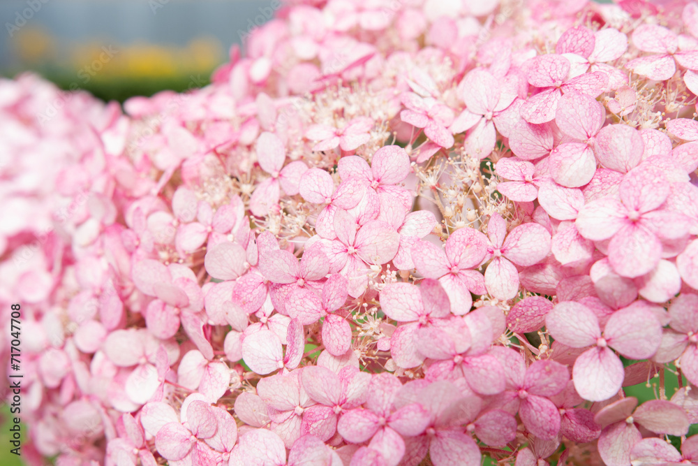 Obraz premium beautiful pink hydrangea blossoming in garden. close up