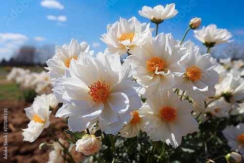 stylist and royal White flowers blooming in the field in spring, space for text, photographic