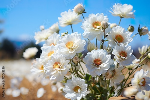 stylist and royal White flowers blooming in the field in spring  space for text  photographic