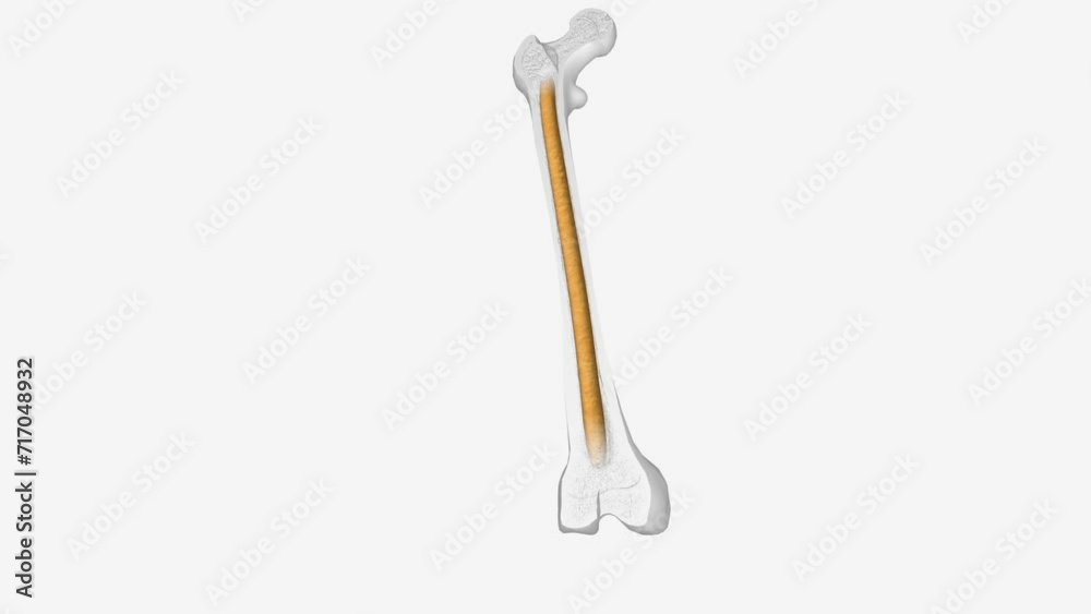 Yellow bone marrow is located in the hollow cavity of long bones .