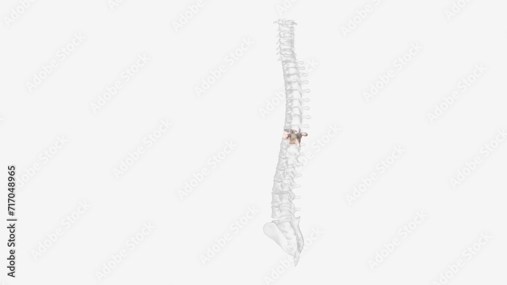 The tenth thoracic vertebra (T10) is one of twelve vertebrae that make up the central section of the vertebral column. The tenth thoracic vertebra (T10) is one of twelve vertebrae that make up the central section of the vertebral column.