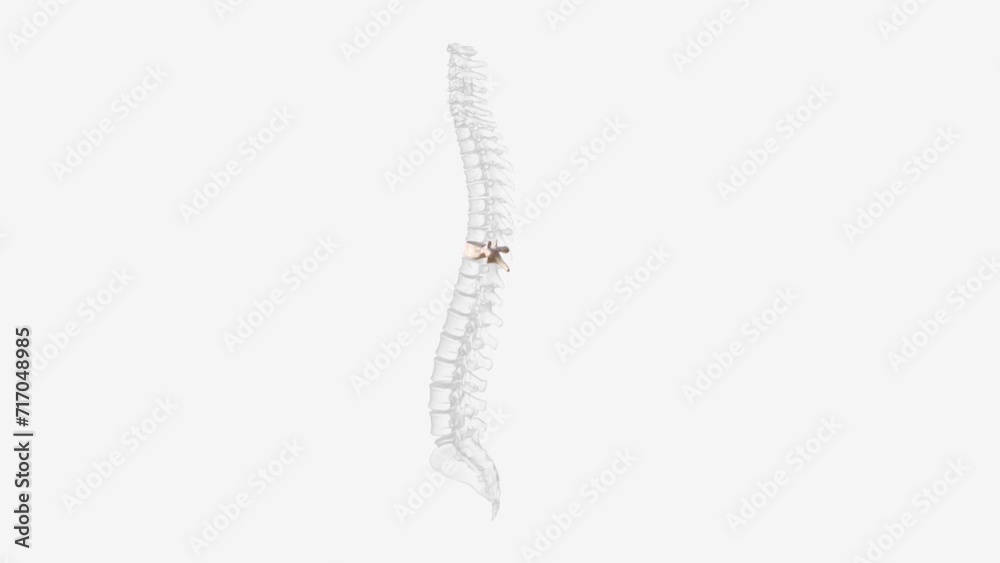 The thoracic spinal vertebrae consist of 12 total vertebrae and are located between the cervical vertebrae . The thoracic spinal vertebrae consist of 12 total vertebrae and are located between the cervical vertebrae .