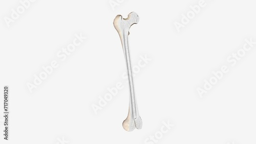 The periosteum is a membrane that covers the outer surface of all bones, except at the articular surfaces . photo