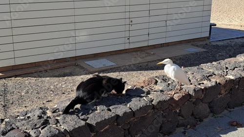 A great egret (heron) and a cat on a wall on the beach, the heron looks hungrily at the cat food photo