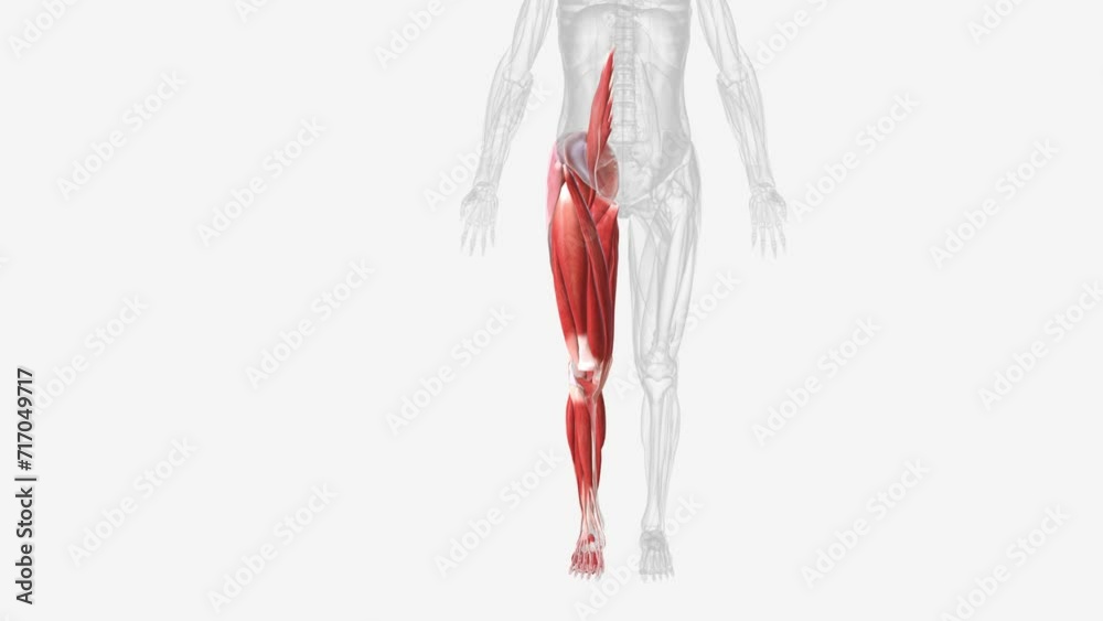 Muscles of right Iower limb .