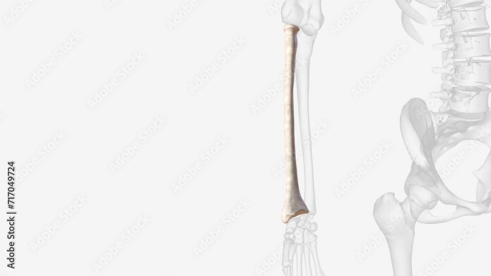 The radius is one of the two bones that make up the forearm, The radius is one of the two bones that make up the forearm,