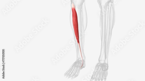 The tibialis anterior tendon (TAT) begins at the distal one-third of the tibia . photo