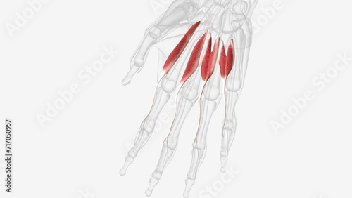 Lumbrical muscles of right hand . photo