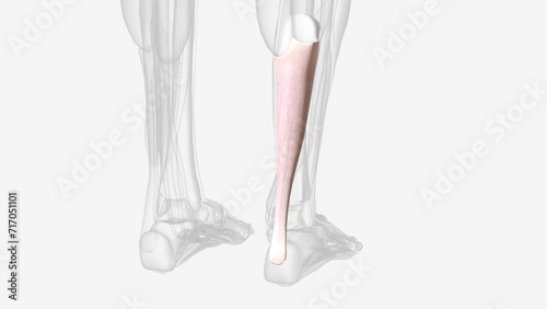 The Achilles tendon or heel cord, also known as the calcaneal tendon . photo
