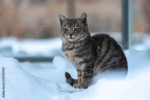 Gray cat on snow in winter