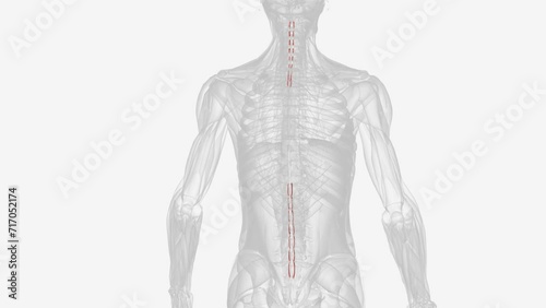 The interspinales muscles are small muscles that connect the spinous processes of adjacent spinal vertebrae .