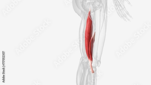 Biceps femoris is a muscle of the posterior compartment of the thigh, and lies in the posterolateral aspect. photo