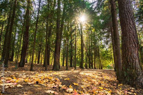 Canvas Print The deep green forest in all its beauty, the sunlight within