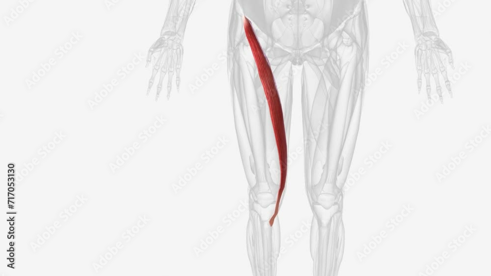 The sartorius muscle is the longest muscle in the human body . Stock