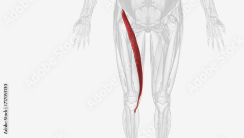 The sartorius muscle is the longest muscle in the human body . photo