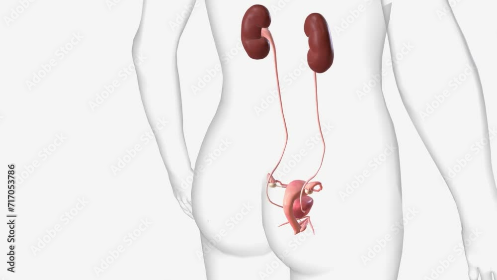 The urinary system consists of the kidneys, ureters, urinary bladder