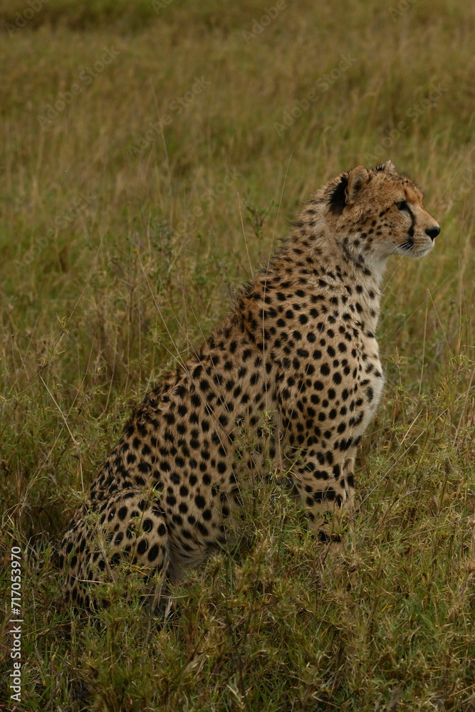 Naklejka premium Sitting cheetah