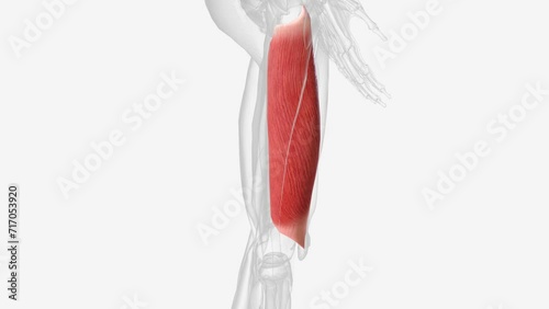 The vastus lateralis is a muscle located on the lateral, or outside . photo