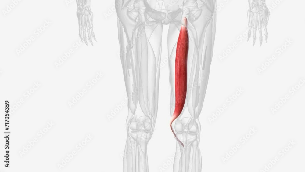 Semitendinosus is one of the three muscles that make up the hamstrings muscle group . Semitendinosus is one of the three muscles that make up the hamstrings muscle group .