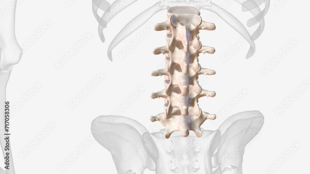 The lumbar vertebrae are, in human anatomy, the five vertebrae between ...
