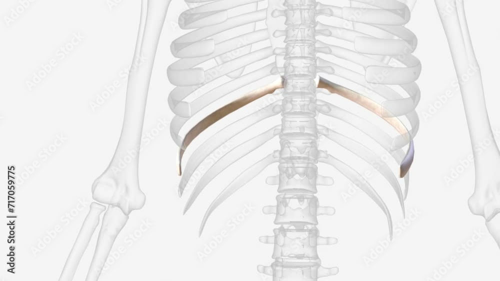 The ninth rib has a frontal part at the same level as the first lumbar vertebra . The ninth rib has a frontal part at the same level as the first lumbar vertebra .