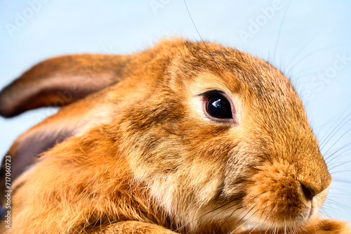 Cute rabbit pet, close-up
