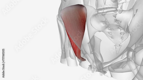 The iliacus is a flat, triangular muscle which fills the iliac fossa. photo