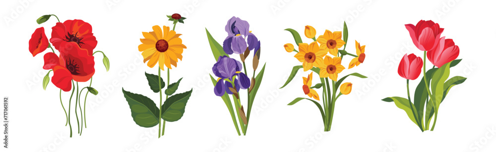 Blooming Flower on Green Stem as Garden Botany Vector Set Blooming Flower on Green Stem as Garden Botany Vector Set