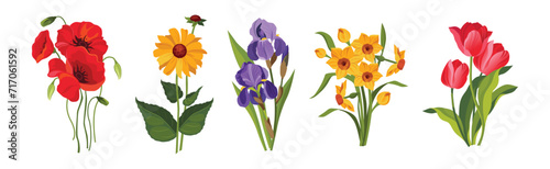 Blooming Flower on Green Stem as Garden Botany Vector Set